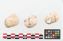 Foto von Schneckengehäuse (NHMW-PRAE-002237b)